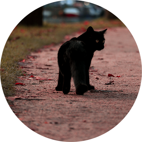 Black cat walking