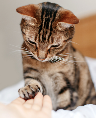 Rspca lost store and found search